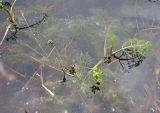 Oenanthe aquatica. Выставляющиеся из воды верхушки побегов и подводные листья. Ярославская обл., Некоузский р-н, пос. Новый Некоуз, р. Ильд. 31.05.2012.