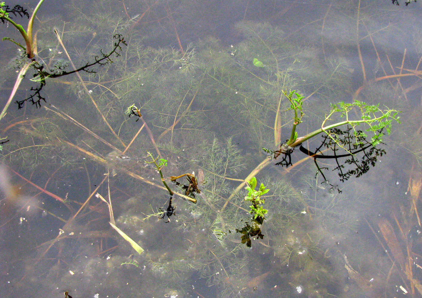 Image of Oenanthe aquatica specimen.