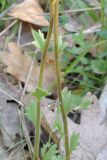 Saxifraga подвид graeca