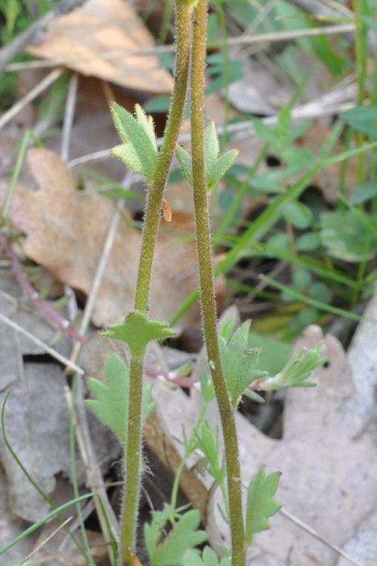 Image of Saxifraga carpetana ssp. graeca specimen.