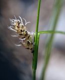 Carex saxatilis. Женское соцветие. Мурманская обл., Мончегорский городской округ, 3 км Ю-В села Имандра, западный склон Хибин, опушка сосняка. 05.07.2010.