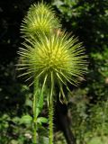 Dipsacus strigosus