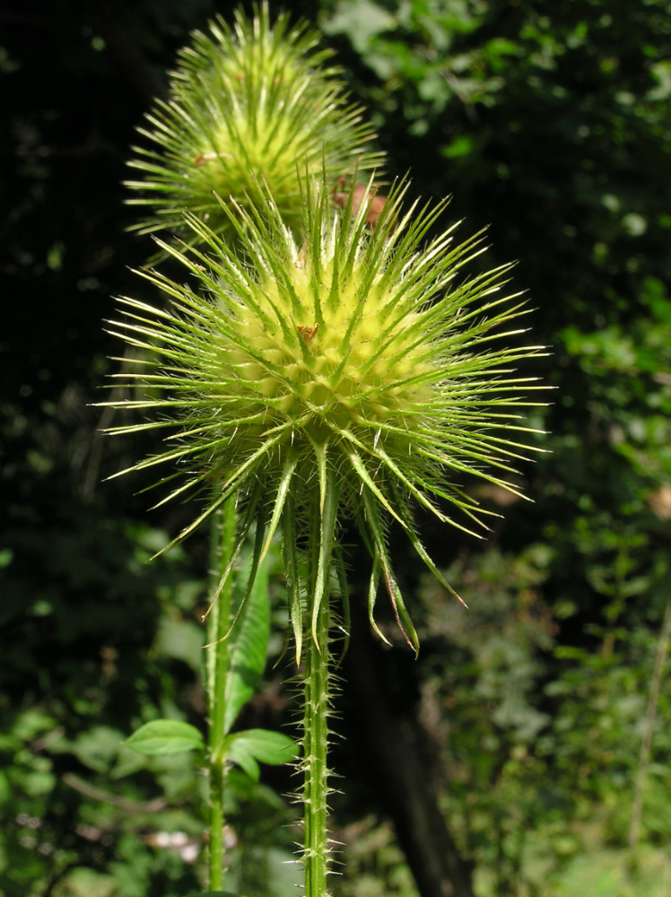 Изображение особи Dipsacus strigosus.