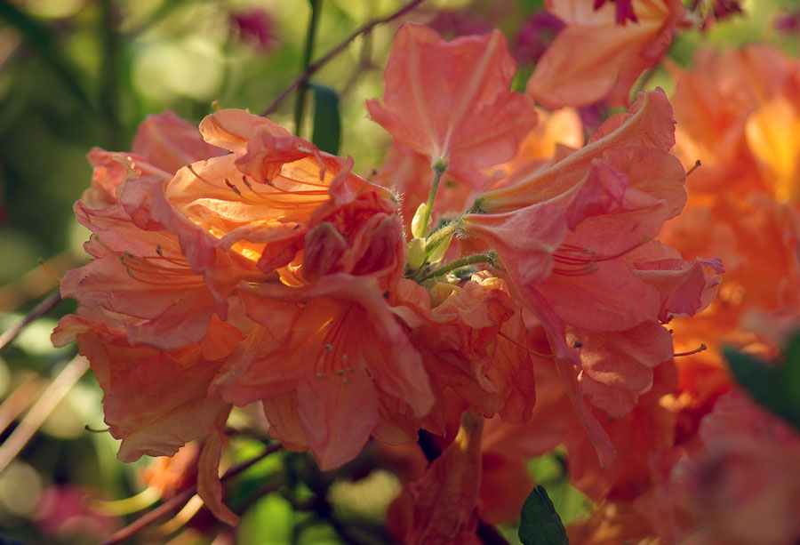 Изображение особи Rhododendron molle ssp. japonicum.