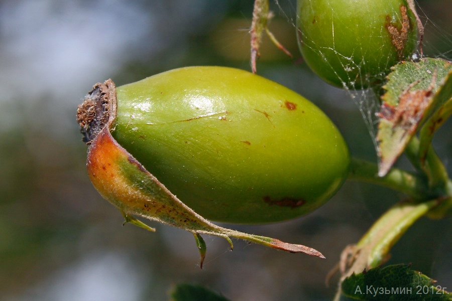 Image of Rosa canina specimen.