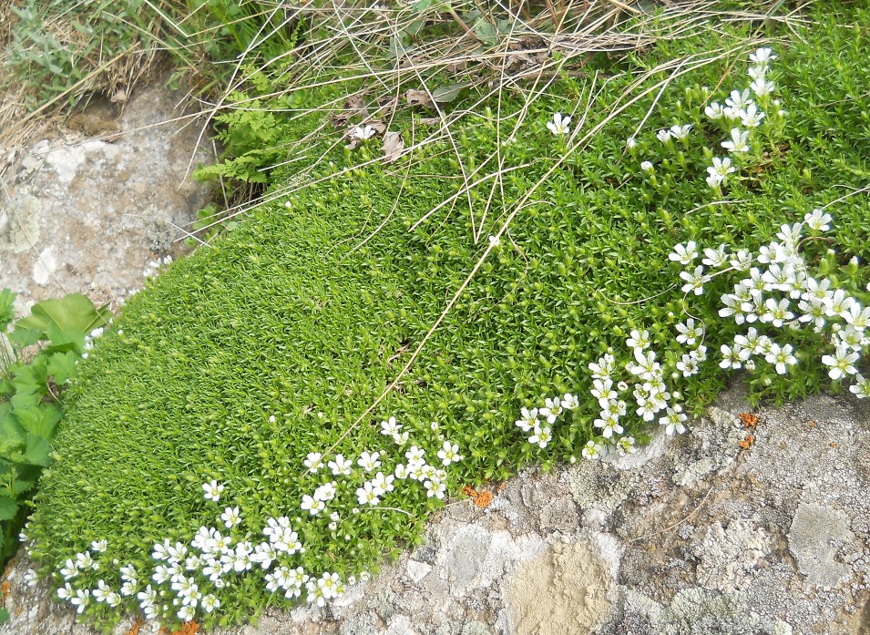 Image of Minuartia imbricata specimen.