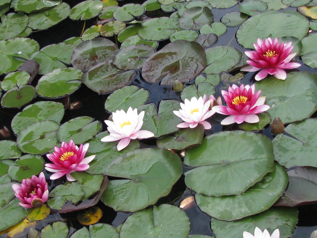 Изображение особи Nymphaea odorata.