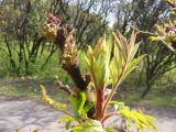 Rhus typhina