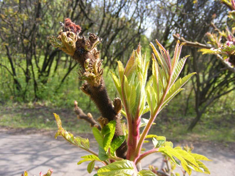 Image of Rhus typhina specimen.