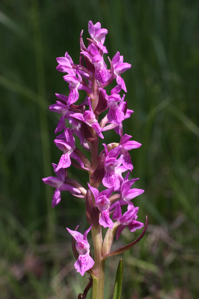 Изображение особи Dactylorhiza incarnata.
