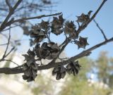 Lagerstroemia indica. Часть ветки с прошлогодними раскрывшимися плодами. Израиль, г. Беэр-Шева, озеленение университетского кампуса. 26.01.2013.
