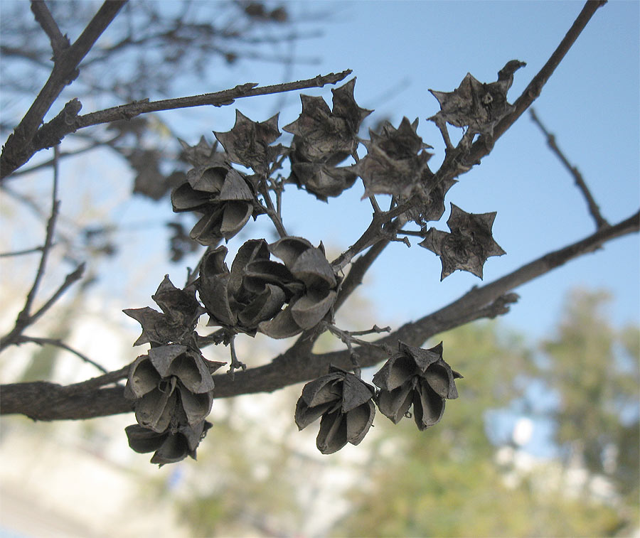 Изображение особи Lagerstroemia indica.