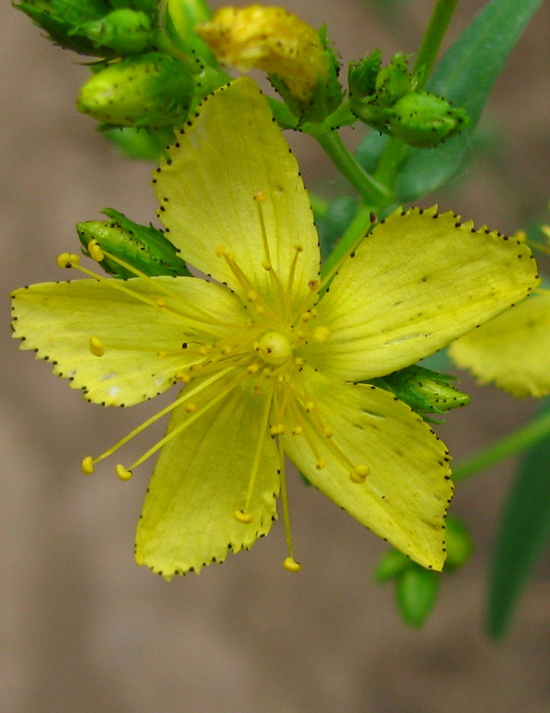 Изображение особи Hypericum elegans.