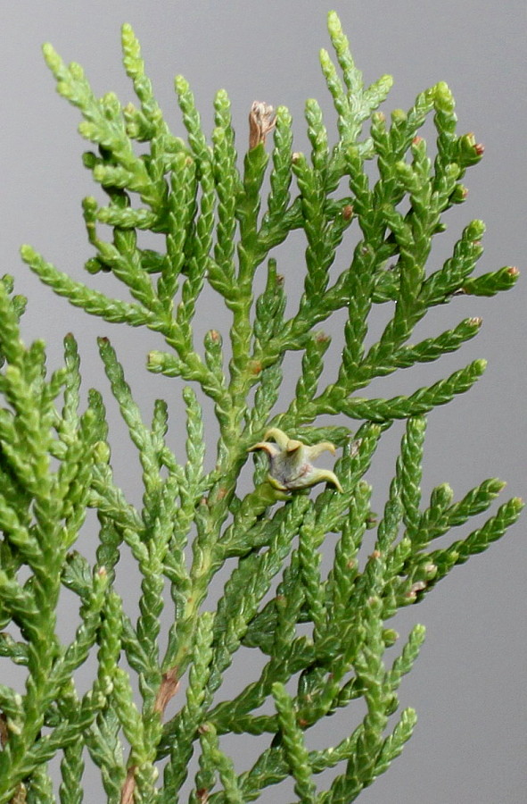 Image of Platycladus orientalis specimen.