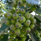 genus Sorbus. Плоды. Польша, Великопольское воеводство, Конинский повят, Гмина Жгув, сельский округ Осеча-Друга. 22.07.2012.