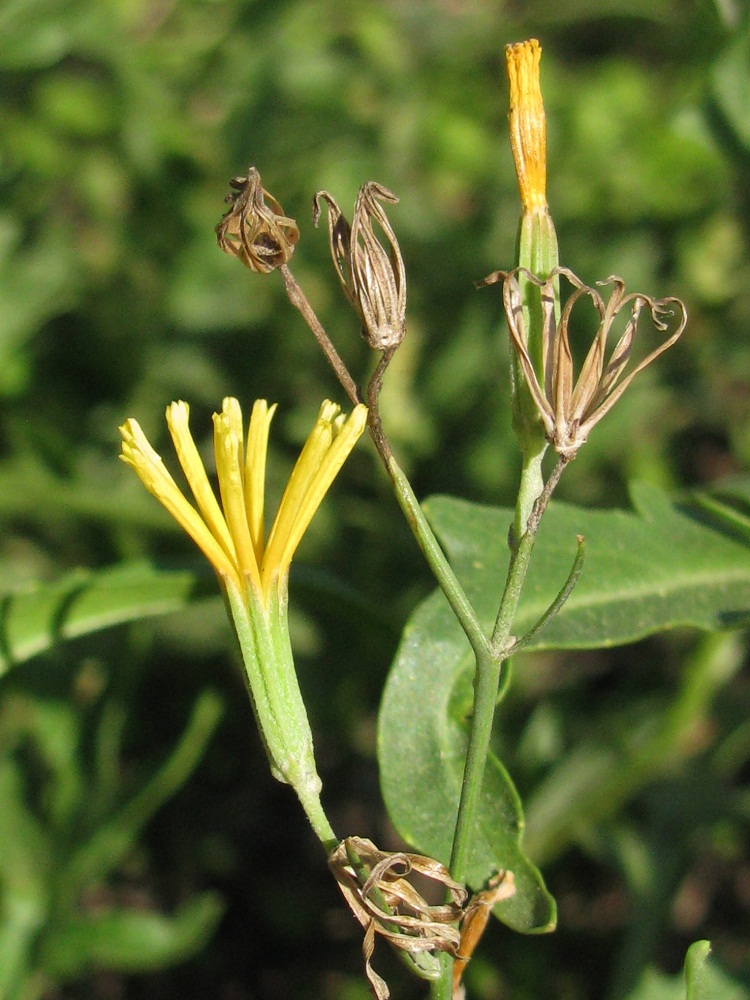 Image of genus Chondrilla specimen.