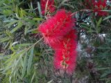 genus Callistemon