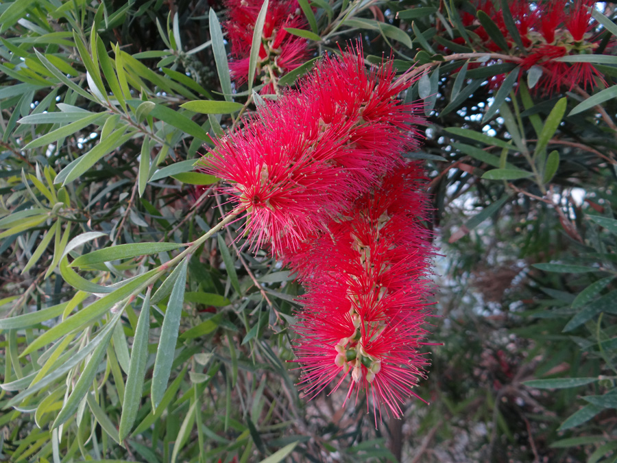 Изображение особи род Callistemon.