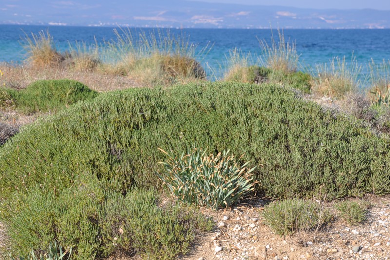 Image of Thymbra capitata specimen.