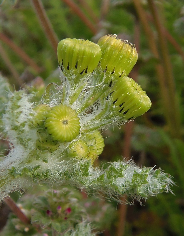 Image of Senecio vernalis specimen.