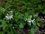 Lonicera caprifolium