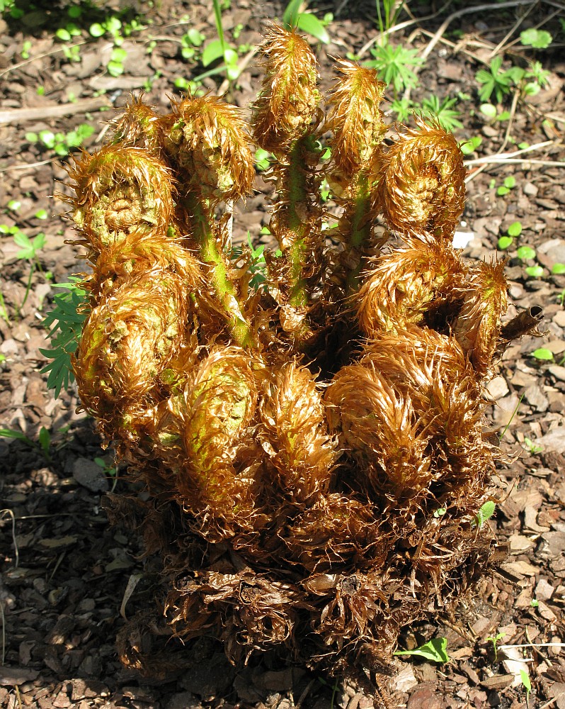 Image of Dryopteris crassirhizoma specimen.