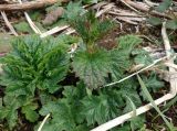 Urtica platyphylla. Молодой побег. Камчатский край, Усть-Большерецкий р-н, в 16 км на Ю-В от пос. Апачи, Апачинские термальные источники. 16.06.2011.