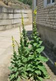 Verbascum phlomoides