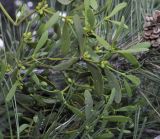 Viscum austriacum