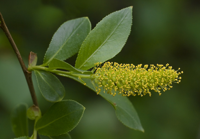 Image of Salix pentandra specimen.