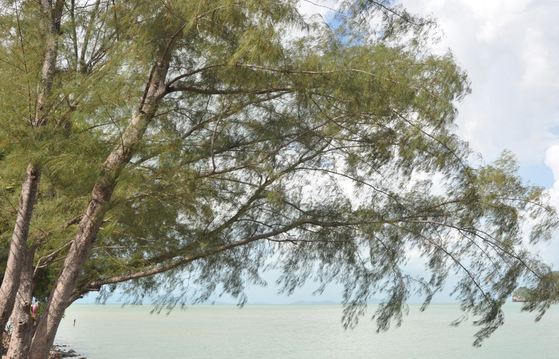 Image of Casuarina equisetifolia specimen.