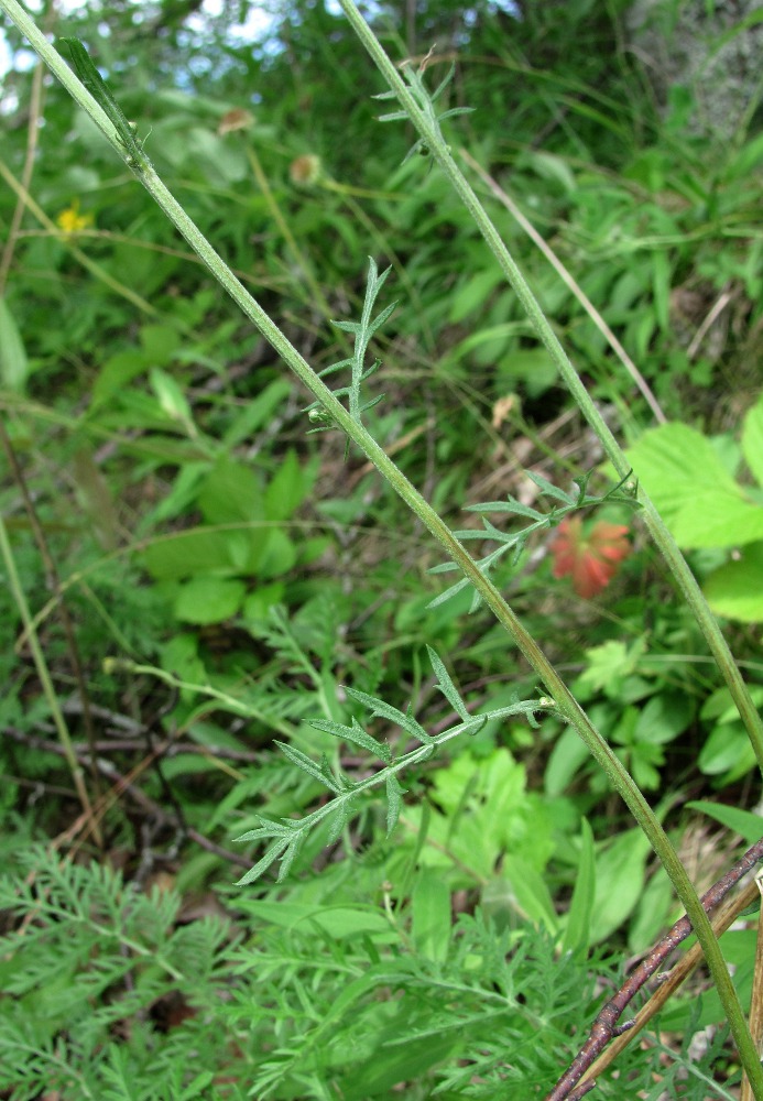 Изображение особи Artemisia tanacetifolia.