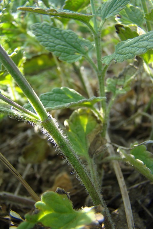 Изображение особи Nepeta parviflora.