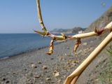 Phragmites australis