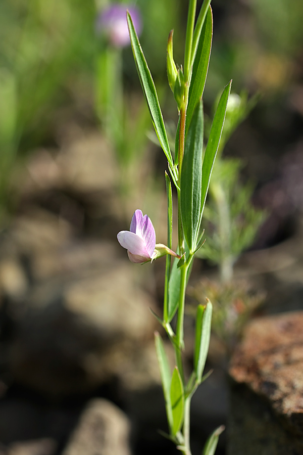 Изображение особи Lathyrus inconspicuus.