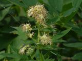 Thalictrum flavum. Верхушка цветущего растения. Чувашия, окр. г. Шумерля, пойма р. Сура. 14 сентября 2013 г.