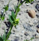 Asperugo procumbens