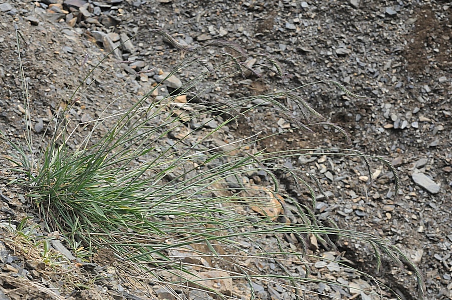 Изображение особи Elymus schrenkianus.