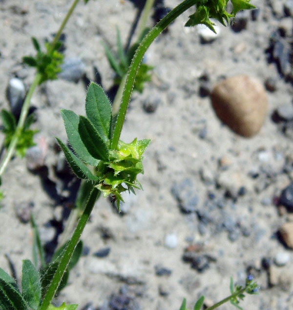 Image of Asperugo procumbens specimen.