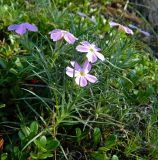 Phlox sibirica. Куртинка цветущих растений. Якутия, Мегино-Кангаласский улус, сосновый бор. Август 2013 г.