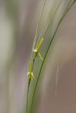 род Stipa. Соцветие. Южный Казахстан, восточная граница пустыни Кызылкум. 08.05.2013.