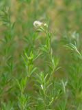 Trifolium arvense