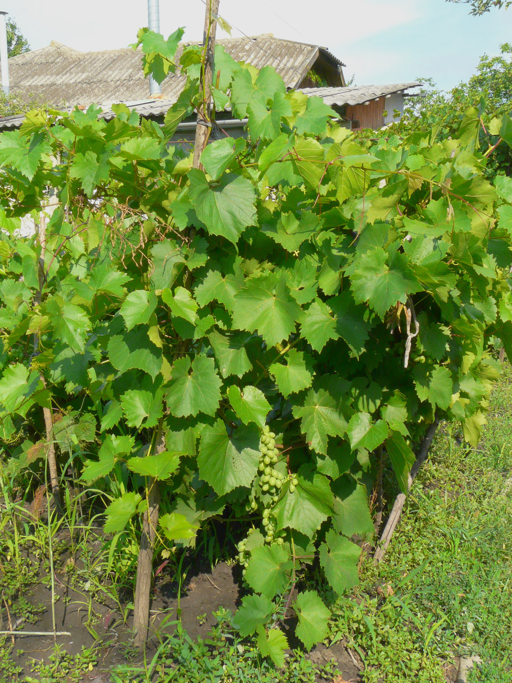 Изображение особи Vitis vinifera.