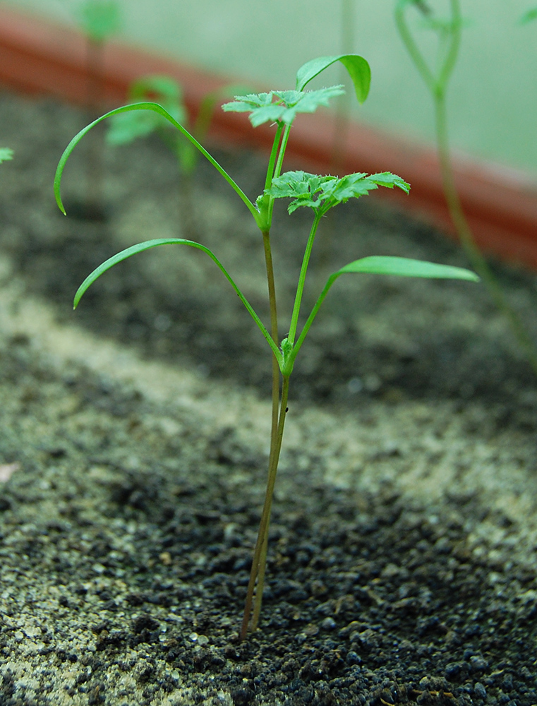 Image of Anthriscus cerefolium specimen.