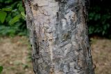 Betula dauurica