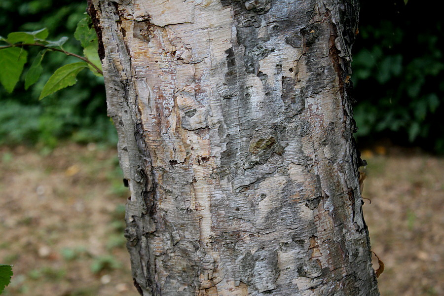 Image of Betula dauurica specimen.