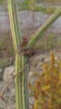 Rumex maritimus
