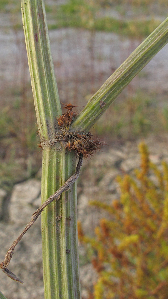 Изображение особи Rumex maritimus.