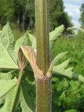 Heracleum dissectum