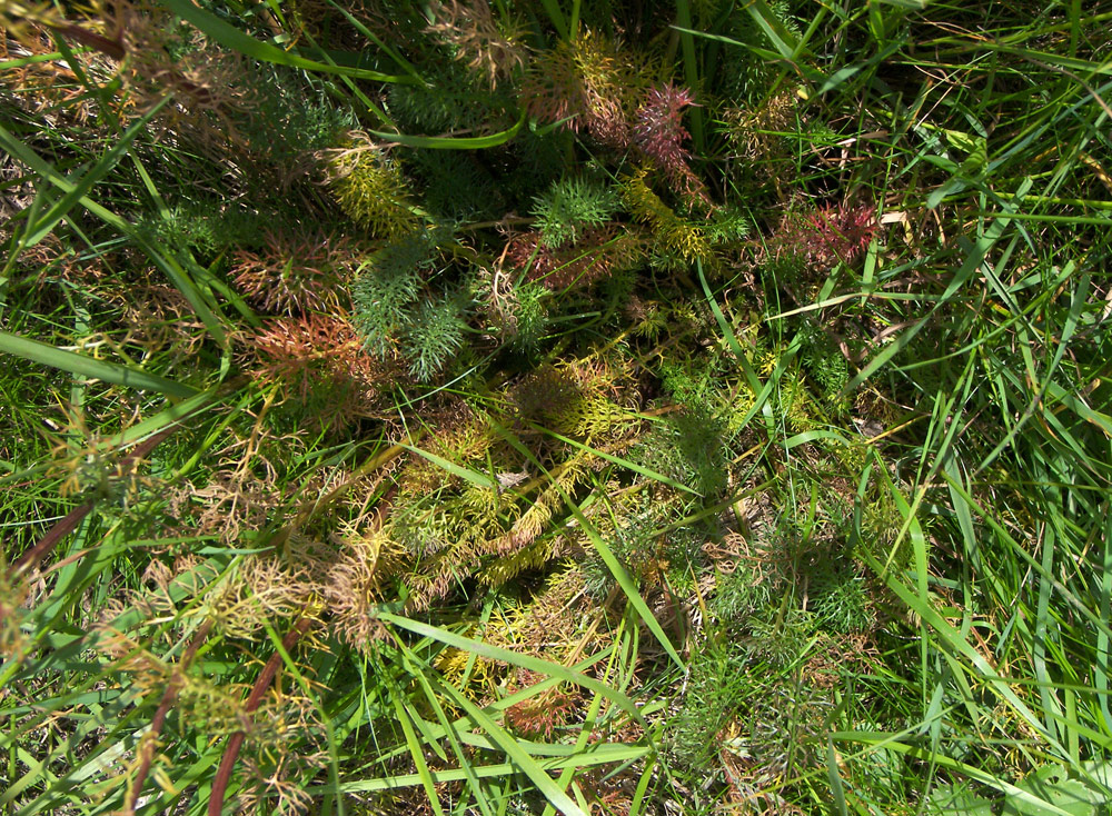 Image of Tripleurospermum elongatum specimen.